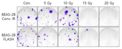 정상 폐 세포주 (BEAS-2B)의 CONV/FLASH 조사 결과