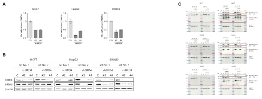 MCF7, HepG2, SW480 세포주 기반 BRD4 발현 억제 세포주 구축