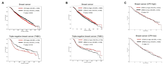 유방암 환자의 생존율과 CFH 및 EPB41L3 발현 수준 사이의 연관성 분석