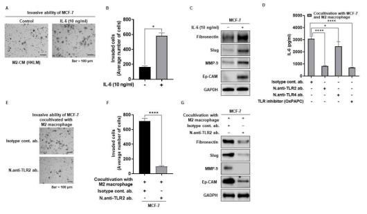 M2 대식세포의 TLR2/IL-6 신호전달경로를 통한 암세포의 악성화 증가