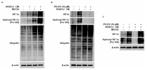 혈관내피세포에 의한 암세포의 HIF-1α 단백질 발현 증가에 기여하는 DUB