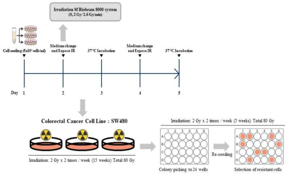 방사선 저항성 대장암 세포주 모델 제작 과정