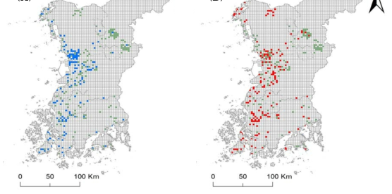 BSC 기준 과거와 현재 황소개구리 격자단위 분포 지도. (A) 과거 황소개구리의 격자단위 분포 지도,(B) 현재 황소개구리의 격자단위 분포 지도. 청색 격자 = 과거 황소개구리 분포 격자. 적색 격자 = 현재 황소개구리 분포 격자. 녹색 격자 = 황소개구리가 분포하지 않는 BSC
