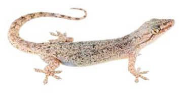 집도마뱀붙이(Hemidactylus frenatus)의 모습