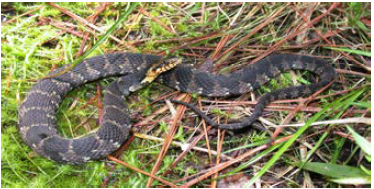 Banded water snake(Nerodia fasciata)의 모습