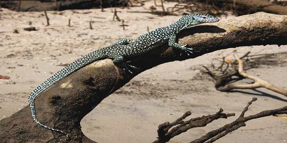 맹그로브왕도마뱀 (Varanus indicus)의 모습