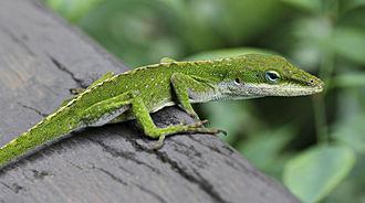 캐놀리아아놀(Anolis carolinensis)의 모습