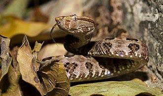 타이완하브(Protobothrops mucrosquamatus)의 모습