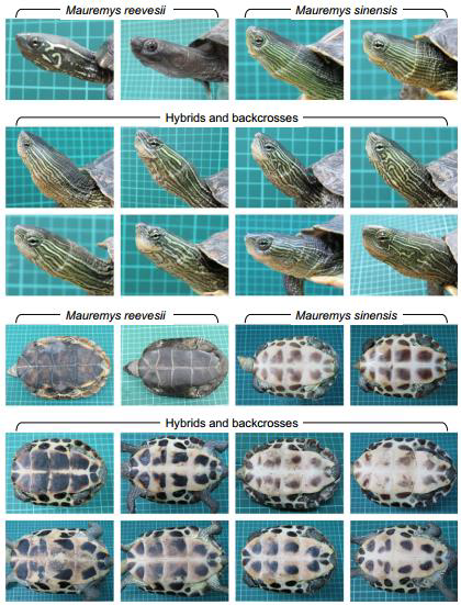 남생이와 중국줄무늬목거북 교잡화의 형태적 분석