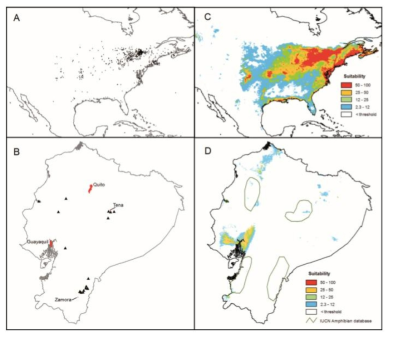 (A) 원산지 (Native)에서 분포. (B) 침입된 (invaded) 지역에서 분포. 원산지 분포를 기반으로 생산한 (C) 동남아메리카, (D) 에콰도르의 잠재적인 황소개구리 분포 지도 (Iñiguez and Morejón, 2010)