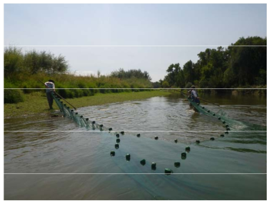 Yellowstone river 지역에서 황소개구리 유생을 포획하는 모습. https://www.usgs.gov/centers/norock/science/american-bullfrog-suppression -yellowstone-river-floodplain?qt-science_center_objects=0#qt-science_center_objects