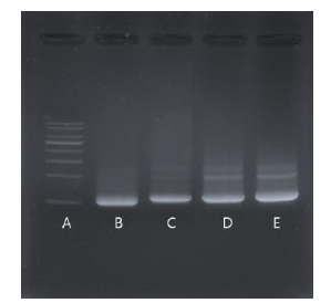 Control region PCR 결과(A : 1kb marker, B : 붉은귀거북 꼬리 C : 리버쿠터 꼬리, D : 미동정 알 1, E : 미동정 알 2).