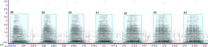 확인된 황소개구리 adevertisement call의 spectrogram.