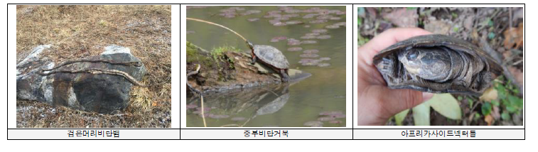 국내 야생에서 발견된 외래 양서·파충류 사진.