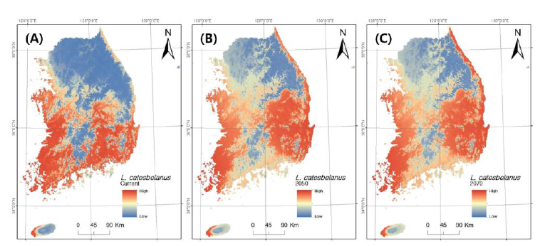 황소개구리의 국내 잠재적인 분포 확률. 파란색~붉은색: 잠재적인 분포 확률 낮음~높 음. (A) 현재. (B) RCP 4.5 2050년. (C) RCP 4.5 2070년.