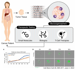 Microorganosphere (MOS) 기반 면역 항암제 검증 예 (Cell Stem Cell, 2022)
