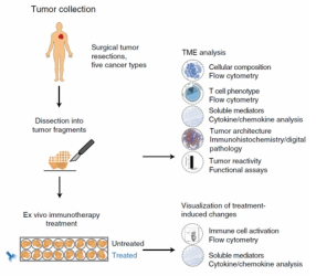 종양 조직 3D 체외 배양 기반 면역 항암제 반응성 예측 모델 예(Nature Medicine, 2021)