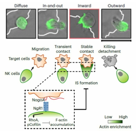 NK 세포의 면역 관문 규명(Nature Immunology, 2023)