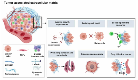 고형암에서 종양 관련 세포외기질 성분 및 역할 Frontiers in Cell and Developmental Biology (2021)