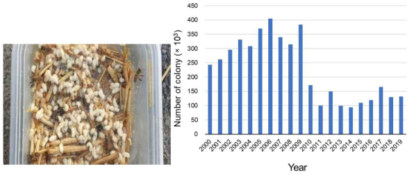지난 20년간 재래꿀벌의 봉군수 변화(농림축산식품부, 2019)