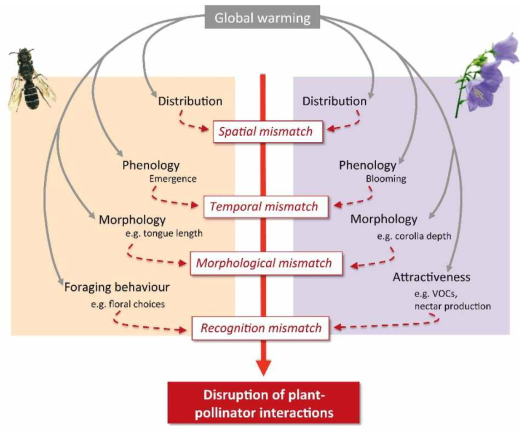 기온 상승에 따른 식물-화분매개자 불일치 시나리오(Vanderplanck et al., 2020)