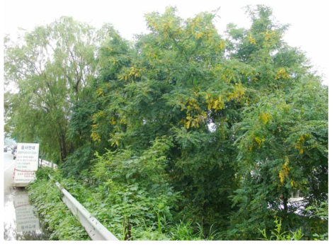 황화피해를 입은 아까시나무(산림청, 2006)