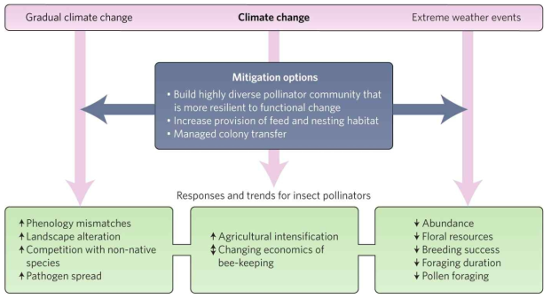 기후변화(점진적 변화, 기상이변)가 화분매개곤충에 미치는 영향과 잠재적인 완화 전략(Settele et al., 2016)
