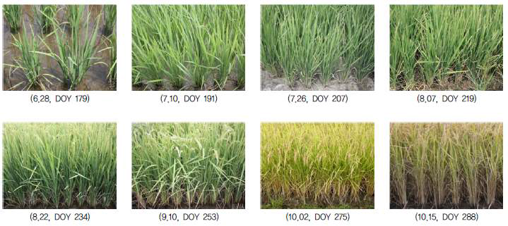 쌀의 성장과정 현장 사진 (Na et al., 2014)