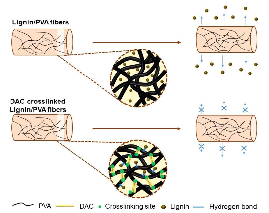 DAC를 사용하여 가교한 리그닌/PVA 내부 구조 모식도