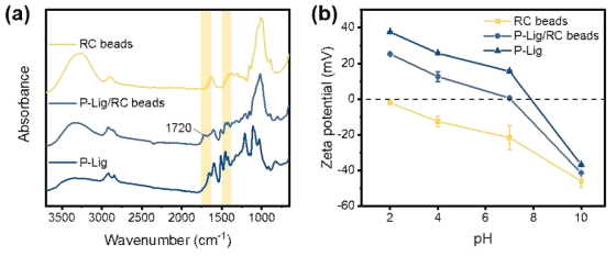 RC 비드와 P-Lig/RC 비드의 (a) FTIR, (b) pH에 따른 제타 표면 전위