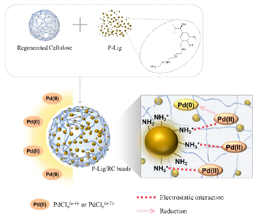 P-Lig/RC 비드의 팔라듐 흡착 기작 모식도