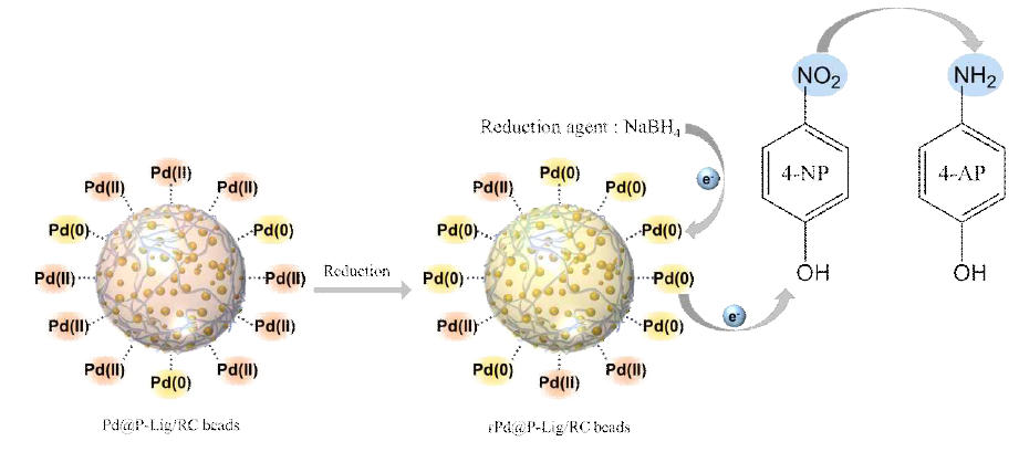 rPd@P-Lig/RC 비드에 의한 4-NP 촉매 환원 반응 모식도