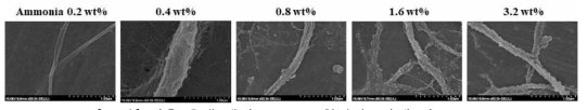 반응 용매 내의 Ammonia 함량 (wt%)에 따른 SEM