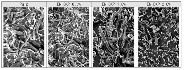 효소 처리 농도별 EN-BKP 형상