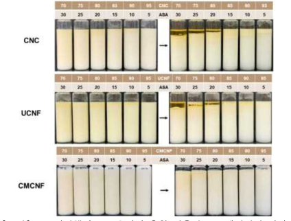 CNM 현탁액과 ASA 오일의 혼합 비율별 ASA 에멀션화 양상