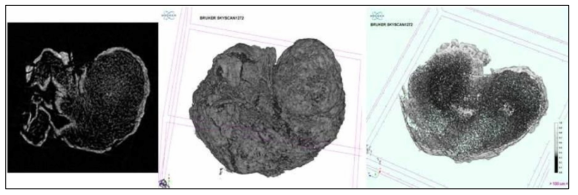 폐 오가노이드 micro-CT 사진 (한국안전성평가연구소, Skyscan 1272)