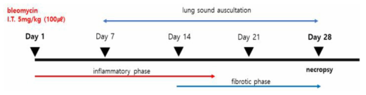 Bleomycin 투여 폐섬유화 동물모델 확립