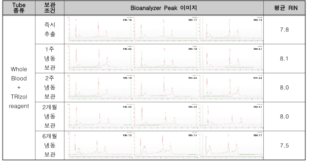 전혈 + TRIzol reagent (vortex) 보관 조건의 RNA 추출 정성 결과