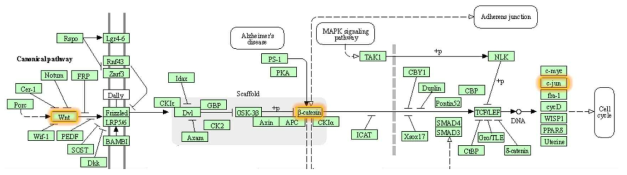 FOSL1 유전자의 Wnt signaling pathway로 인해 가능한 세포 주기 파괴