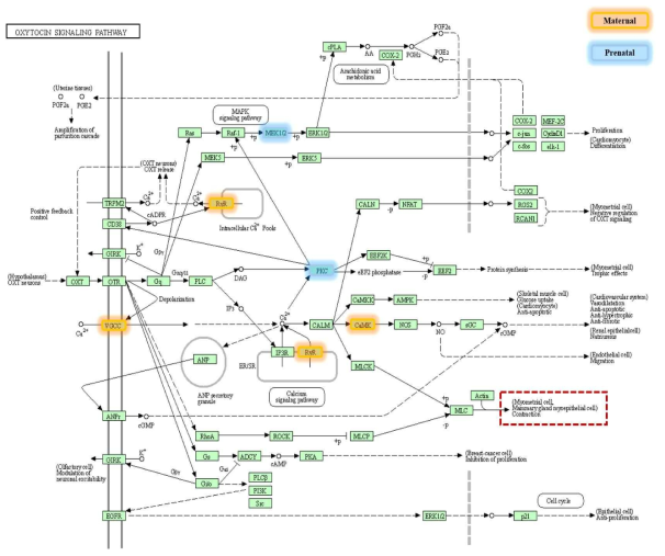 엄마 및 아기 기작 모두에 의해 조절되는 oxytocin signaling pathway