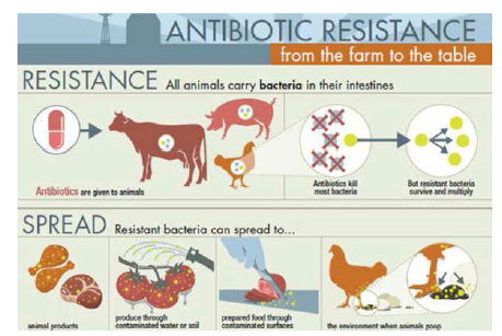 동물유래 항생제 내성균의 식탁오염(출처: 한국동물약품협회)