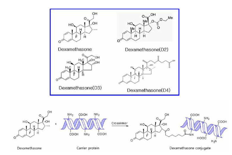 Dexamethasone 과 carrier protein conjugation 모식도