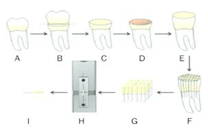 시편 제작과정 (출처: Hass, V. “Influence of adhesive properties on resin-dentin bond strength of one-step self-etching adhesives” Journal of Adhesive Dentistry, 2011;13(5), 417))
