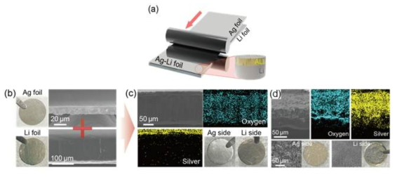 (a) 리튬친화성 물질 Ag foil 와 Li foil을 적층시켜 음극을 만들기 위한 롤 프레싱방법을 이용한 개략도. (b) 두꺼운 Li과 Ag foil의 SEM 이미지와 디지털이미지 (c) Li foil과 Agfoil을 적층시킨 직 후 (d) 일정 시간이 지난 후의 SEM, EDS 이미지