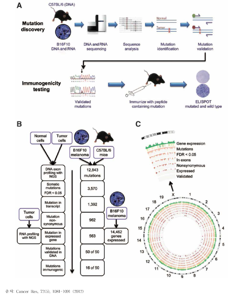 B16F10 암 세포주 동계 (syngenic) 마우스 종양 모델을 이용한 개인 맞춤형 항암제 효능 평가 과정. A. 실험 개요，B. 면역원성이 있는 돌연변이 선별과정，C. B16F10 암 세포주 염색체 서열과 돌연변이의 매핑 (Castle et al，2012)