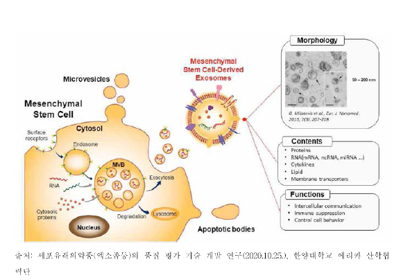 세포외소포의 개요
