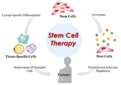 줄기세포 치료제의 특징