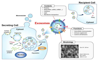 세포외소포의 분비과정 및 특징