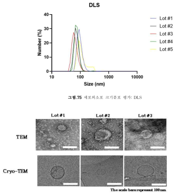 세포외소포 크기확인 및 이중인지질막 구조 확인 : TEM, cryo-TEM