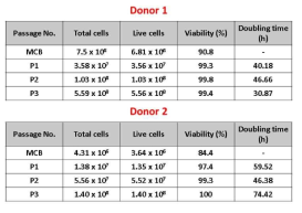 다양한 공여자 유래 줄기세포의 세포생존율 및 doubling time 평가